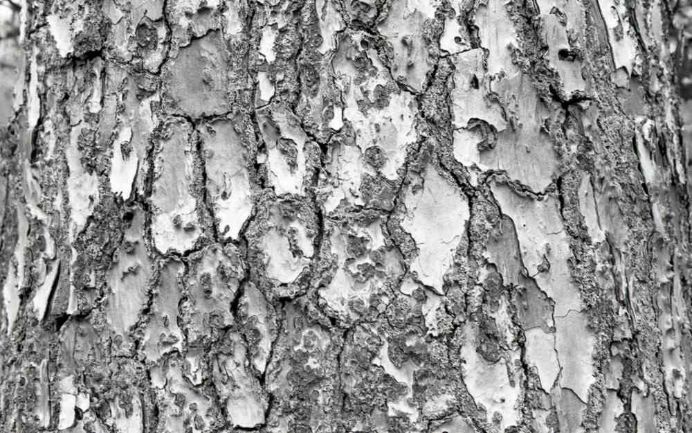 Ecorce de pin en noir et blanc