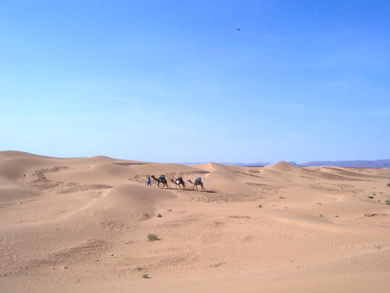 Dromadaires dans le désert